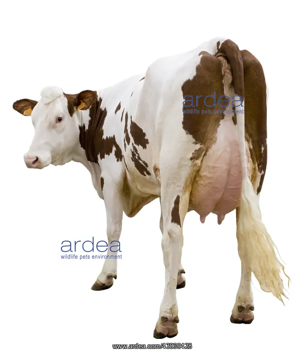 : Montbeliarde cow in the studio : Montbeliarde cow in the studio