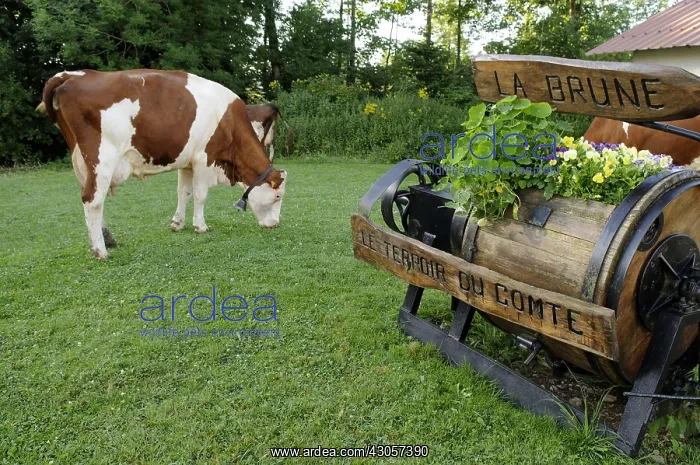 : Montbeliarde cows out of the barn one morning Summer : Montbeliarde cows out of the barn one morning Summer