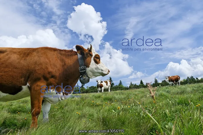 : Montbeliarde cows on the grass stubble Faing : Montbeliarde cows on the grass stubble Faing
