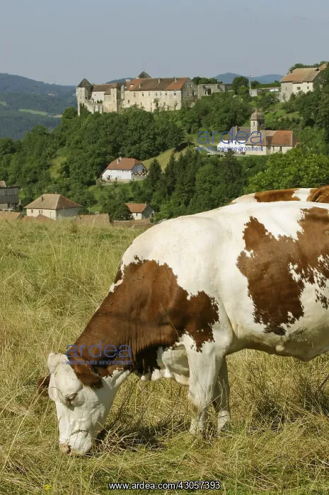 : Montbeliarde cows to pasture before the Belvoir Castle : Montbeliarde cows to pasture before the Belvoir Castle