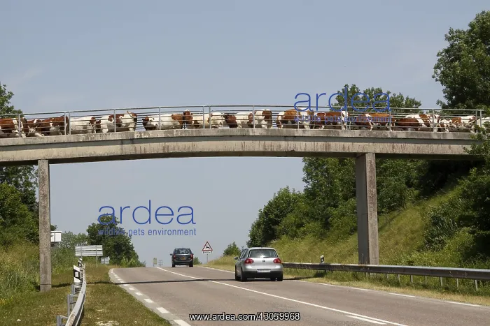 : Montbeliares cows above the national No. 5 France : Montbeliares cows above the national No. 5 France