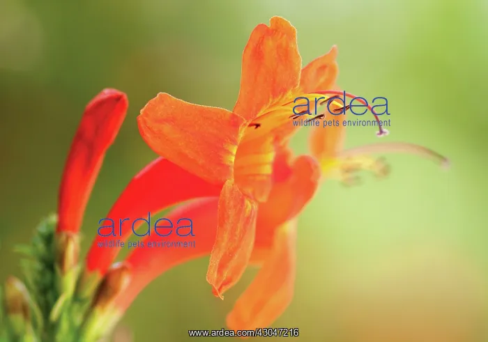  : Montbretia