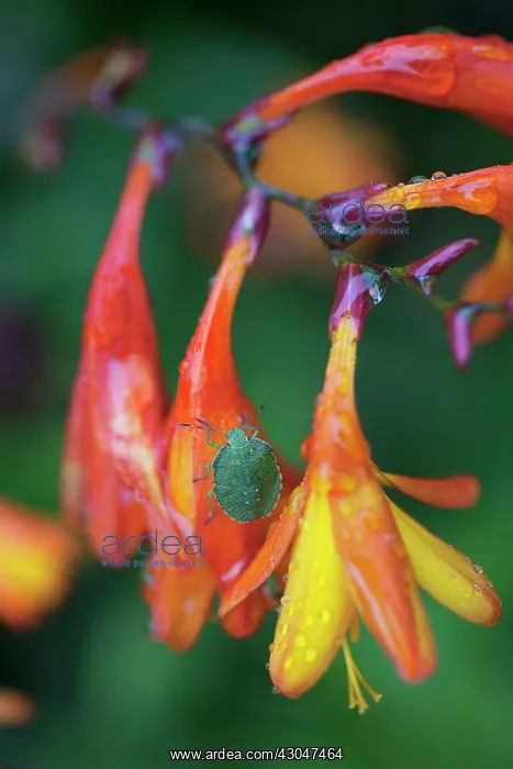 : Montbretia : Montbretia