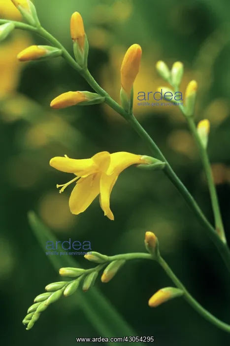  : Montbretia