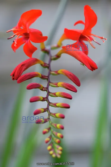 : Montbretia, Crocosmia Lucifer, Branched spike : Montbretia, Crocosmia Lucifer, Branched spike