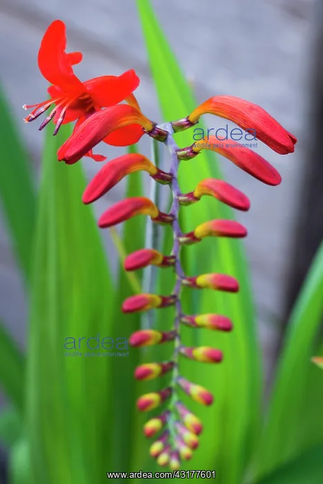  : Montbretia, Crocosmia Lucifer, Branched spike