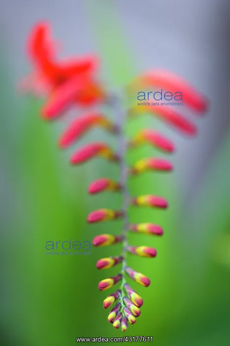 : Montbretia, Crocosmia Lucifer, Branched spike : Montbretia, Crocosmia Lucifer, Branched spike