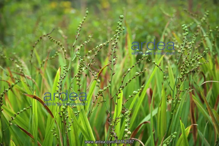 : Montbretia, Crocosmia x crocosmiiflora Honey Angels : Montbretia, Crocosmia x crocosmiiflora Honey Angels