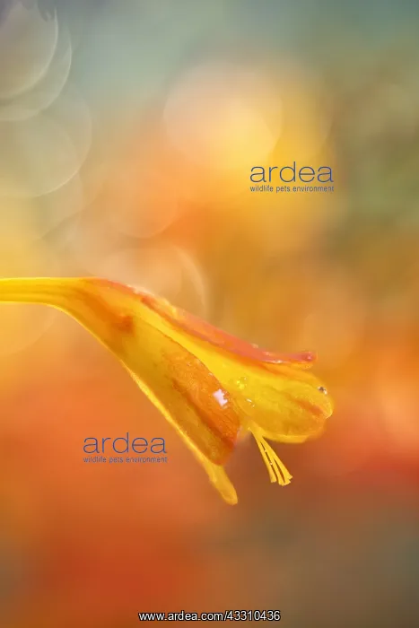  : Montbretia Flower - Norfolk UK