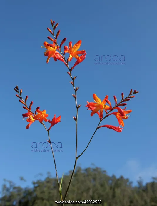 : Montbretia - Inflorescence : Montbretia - Inflorescence