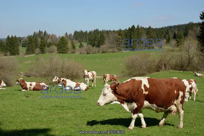 : Montbsliarde Cows in a meadow - France : Montbsliarde Cows in a meadow - France