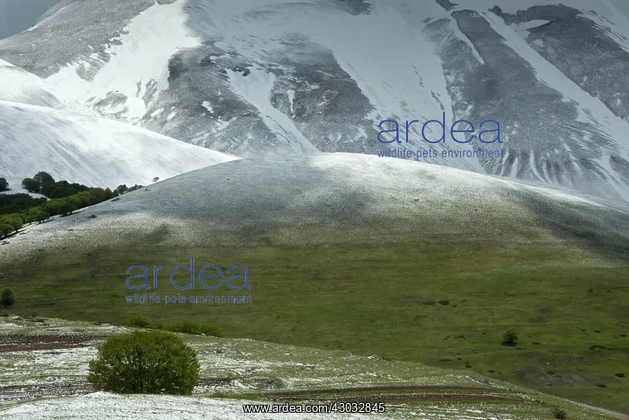 : Monte Vettore snowy slopes with a lone Beech Tree : Monte Vettore snowy slopes with a lone Beech Tree