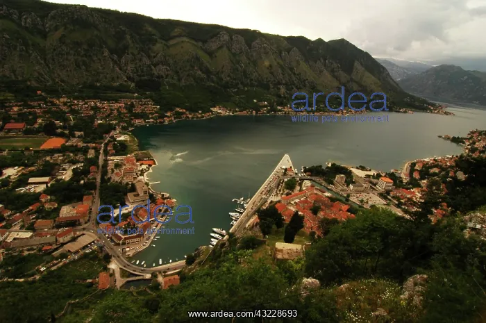 : Montenegro, Kotor, small old city built : Montenegro, Kotor, small old city built