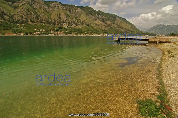 : Montenegro, Kotor, transparent green water : Montenegro, Kotor, transparent green water