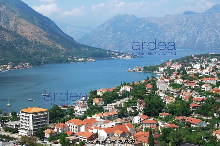 : Montenegro, Kotor. View of the city along : Montenegro, Kotor. View of the city along