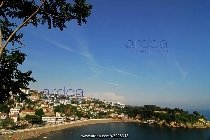 : Montenegro, Ulcinj, beach front with houses : Montenegro, Ulcinj, beach front with houses