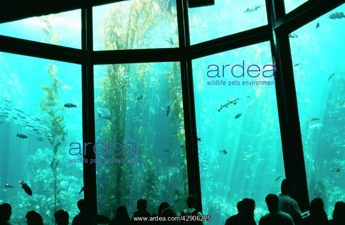 : Monteray Aquarium - USA : Monteray Aquarium - USA