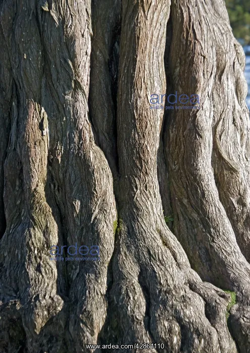 : Monterey Cypress - widely planted, especially near coasts : Monterey Cypress - widely planted, especially near coasts