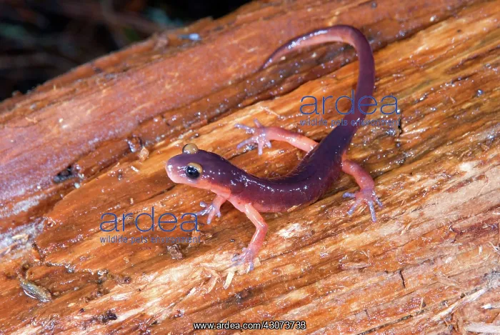 : Monterey Salamander : Monterey Salamander