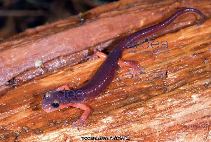 : Monterey Salamander : Monterey Salamander