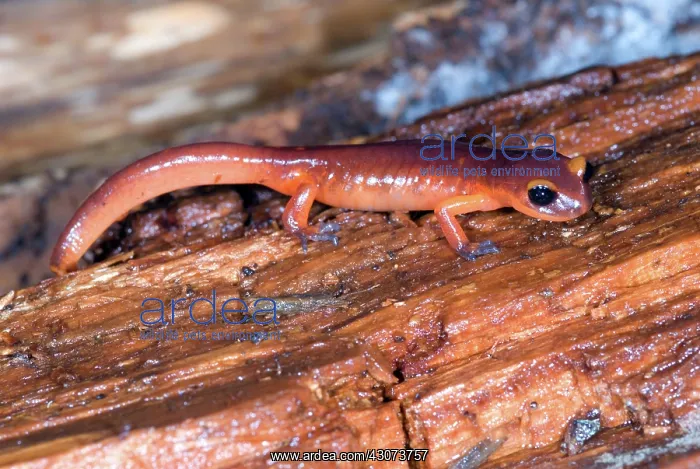 : Monterey Salamander : Monterey Salamander