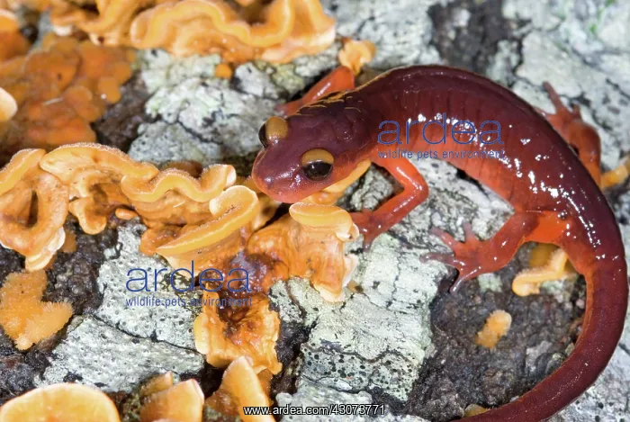 : Monterey Salamander : Monterey Salamander
