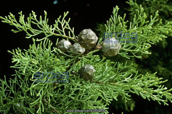 : Montery Cypress Cones : Montery Cypress Cones