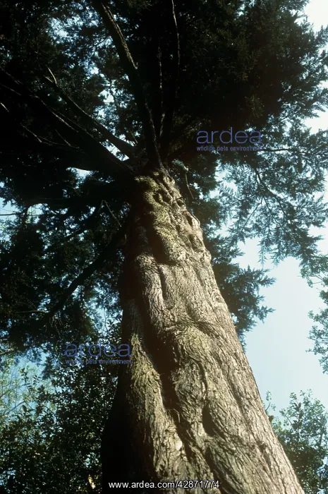 : Montery Cypress Tree : Montery Cypress Tree