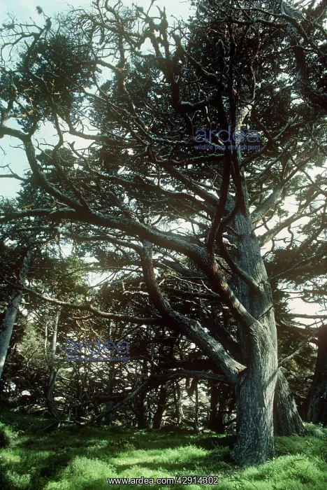 : Montery Cypress Tree : Montery Cypress Tree