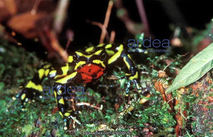 : Monteverde Harlequin Frog : Monteverde Harlequin Frog