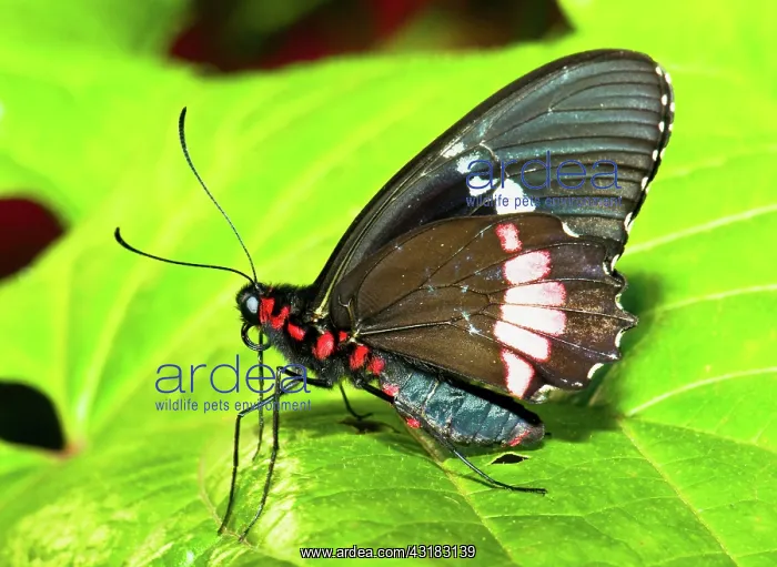 : Montezuma Cattleheart Butterfly : Montezuma Cattleheart Butterfly