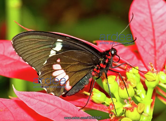 : Montezuma Cattleheart Butterfly : Montezuma Cattleheart Butterfly
