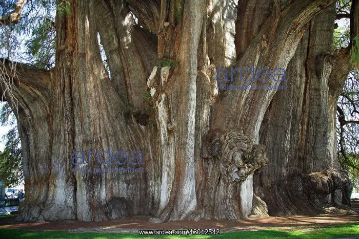 : Montezuma Cypress : Montezuma Cypress