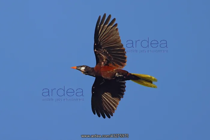 : Montezuma Orependula - in flight Psarocolius Montezuma Boco : Montezuma Orependula - in flight Psarocolius Montezuma Boco