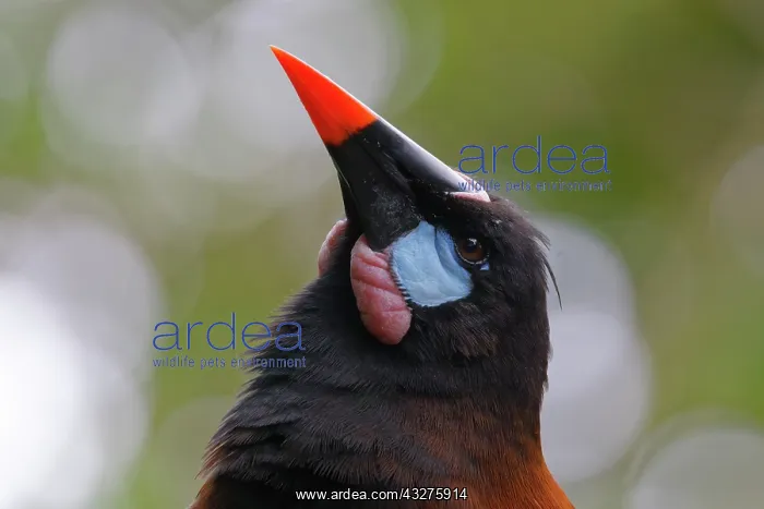 : Montezuma Orependula - head shot Psarocolius Montezuma Sarap : Montezuma Orependula - head shot Psarocolius Montezuma Sarap