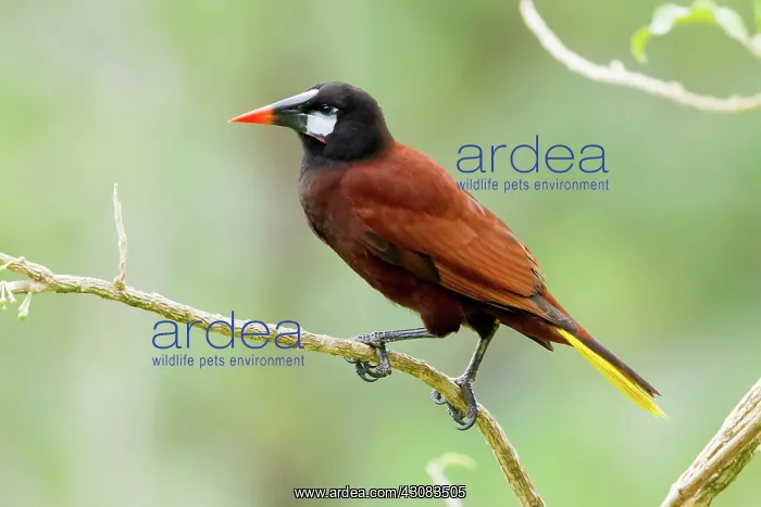 : Montezuma Oropendola : Montezuma Oropendola