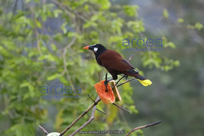 : Montezuma Oropendola : Montezuma Oropendola