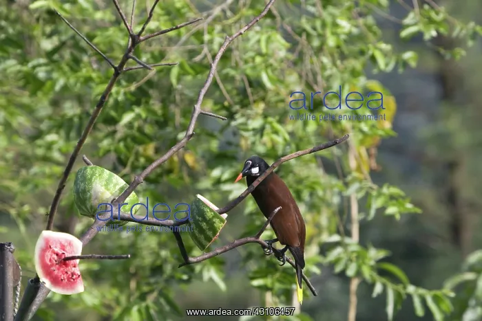 : Montezuma Oropendola : Montezuma Oropendola