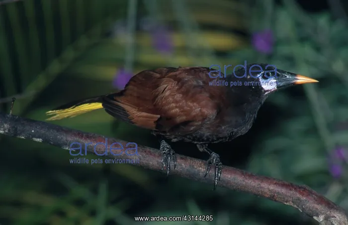 : Montezuma Oropendola : Montezuma Oropendola