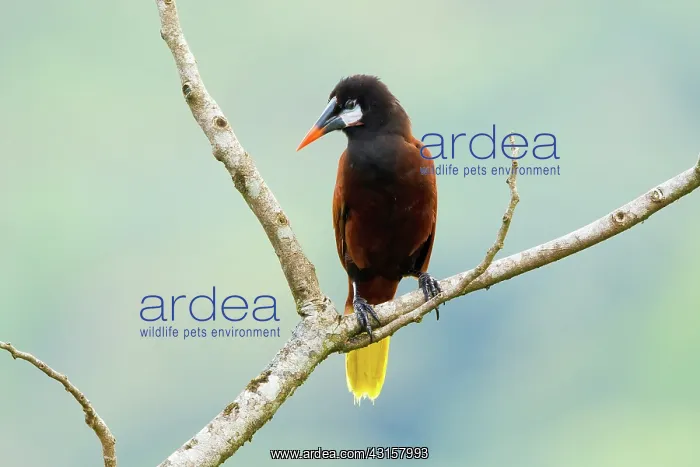 : Montezuma Oropendola : Montezuma Oropendola