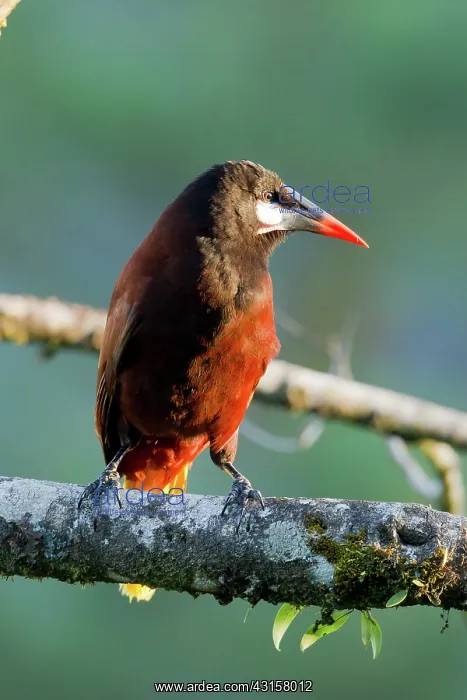 : Montezuma Oropendola : Montezuma Oropendola