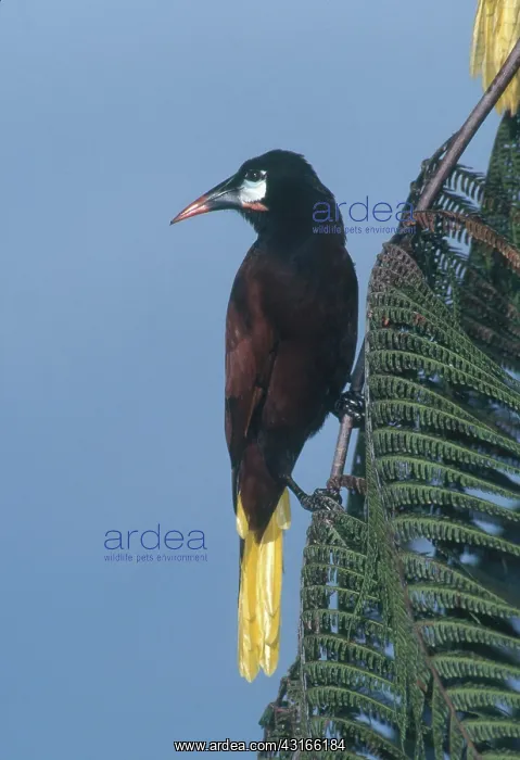 : Montezuma Oropendola : Montezuma Oropendola