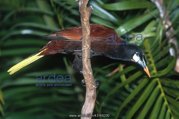 : Montezuma Oropendola : Montezuma Oropendola