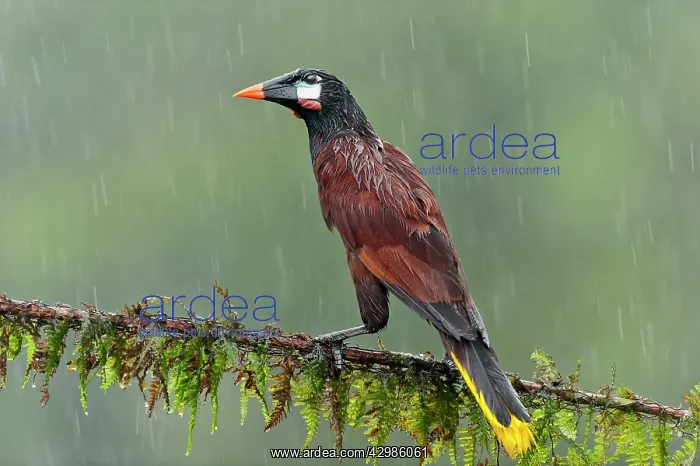 : Montezuma Oropendola - in the rain : Montezuma Oropendola - in the rain