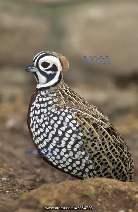 : Montezuma Quail : Montezuma Quail
