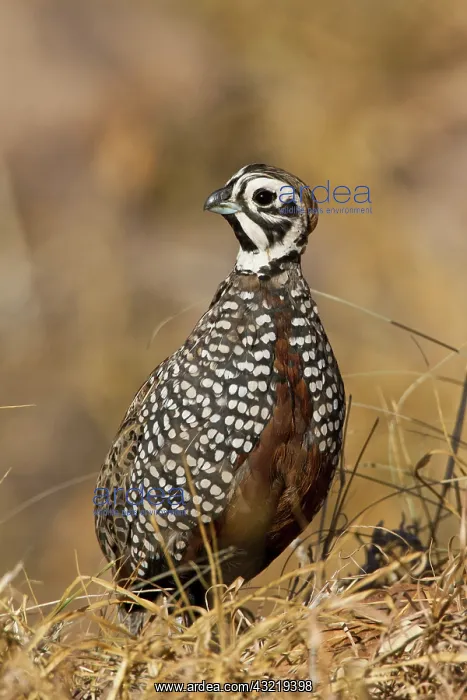 : Montezuma Quail (Certonyx montezumae) male : Montezuma Quail (Certonyx montezumae) male