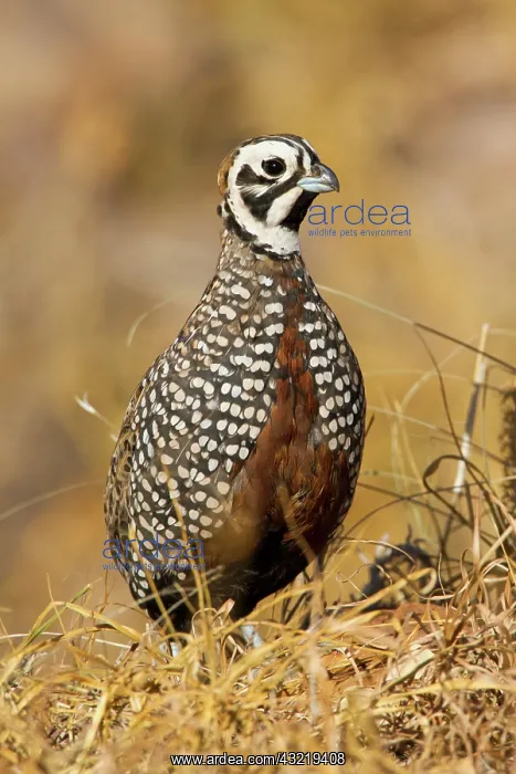 : Montezuma Quail (Certonyx montezumae) male : Montezuma Quail (Certonyx montezumae) male