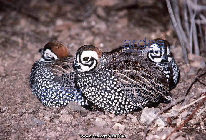 : MONTEZUMA QUAIL - x three together : MONTEZUMA QUAIL - x three together