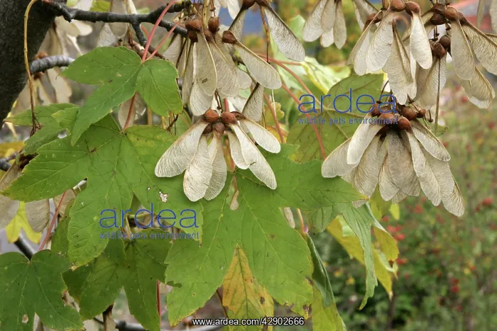 : Montpelier Maple fruits : Montpelier Maple fruits