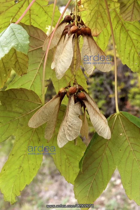  : Montpelier Maple fruits